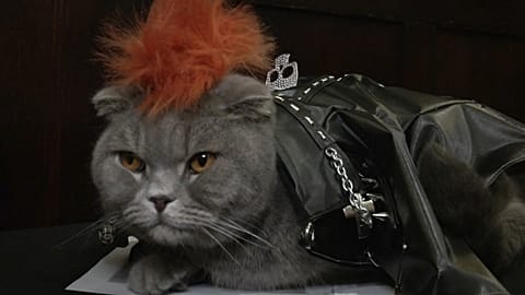 New York: cat fashion show at the Algonquin Hotel
