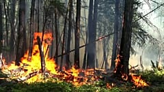 Борьба с огнем: первые результаты