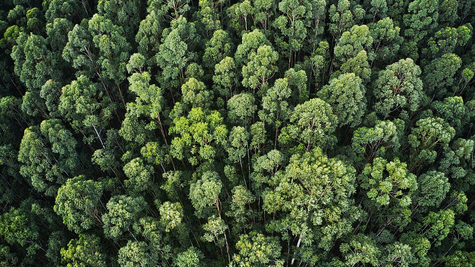 Forest, dense trees