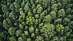 Forest, dense trees