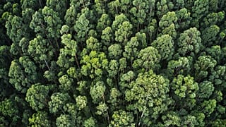 Forest, dense trees