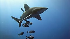 Over 150 great white sharks spotted off coast of Cape Cod since June