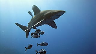 Over 150 great white sharks spotted off coast of Cape Cod since June