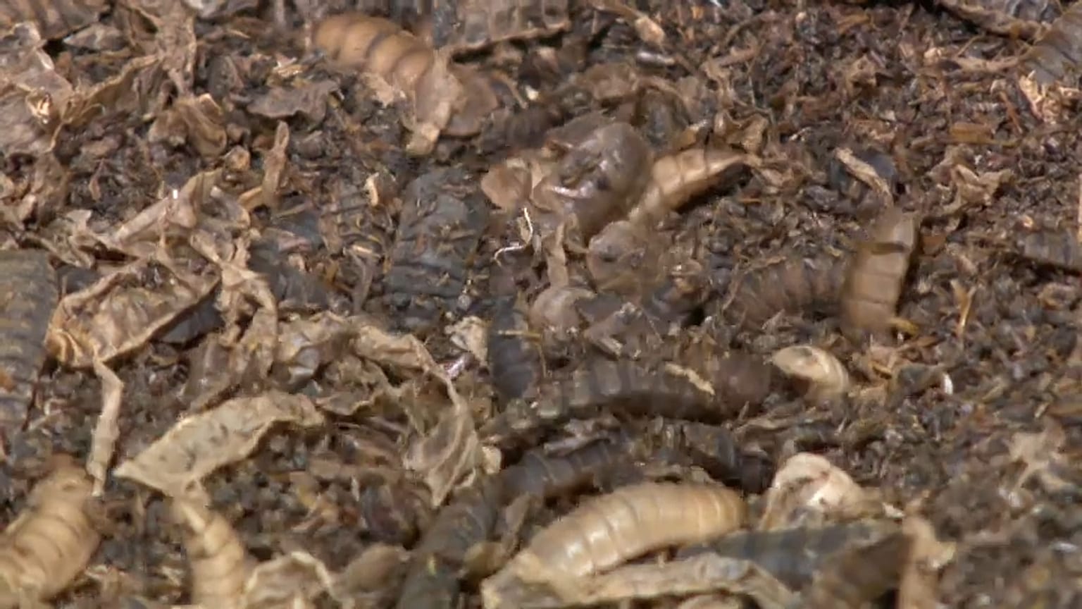Insectos en la fábrica de la empresa ENORM