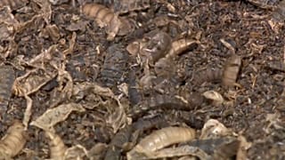 Insectos en la fábrica de la empresa ENORM