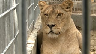 I leoni ospiti degli orsi in Ungheria