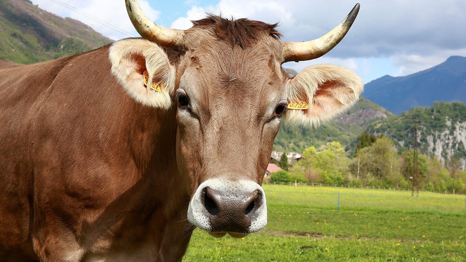 Kuh-Alarm auf der Alm - viel Angst und 10 Regeln