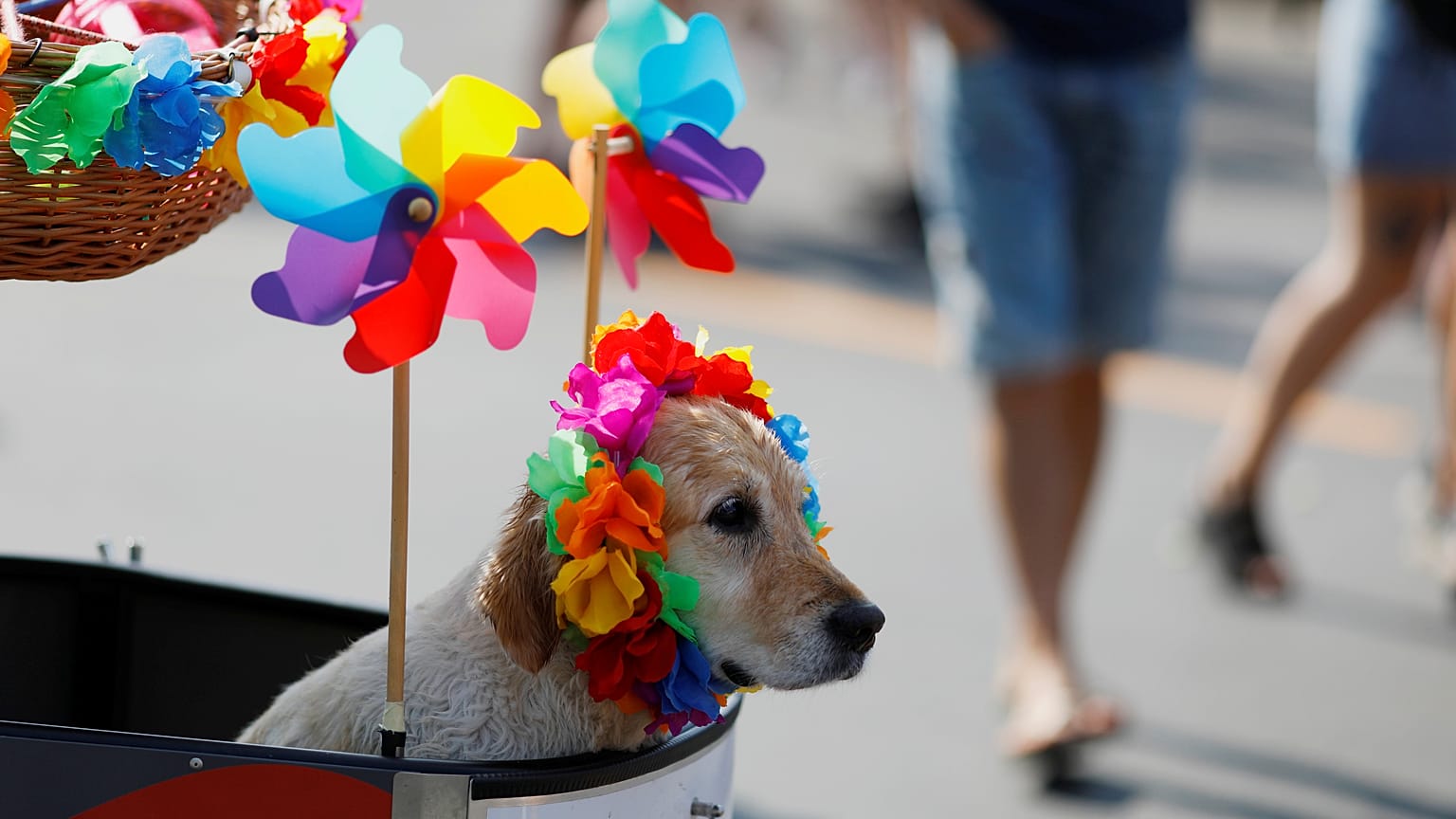 Nach Berlin Hamburg: 200.000 beim Christopher Street Day erwartet