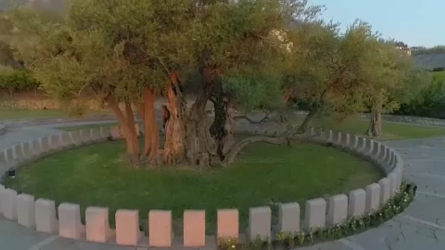 Μαυροβούνιο: Η «ιερή» ελιά