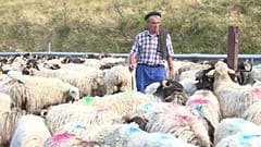 Pyrénées : transhumance des brebis et peur de l'ours