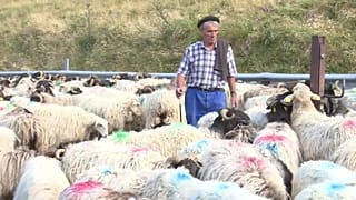 Pyrénées : transhumance des brebis et peur de l'ours