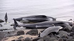 Islande : échouage à répétition de baleines-pilotes
