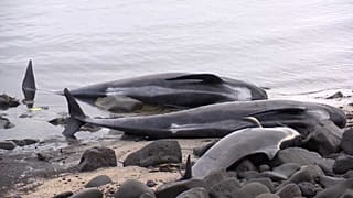 Islande : échouage à répétition de baleines-pilotes