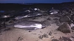 Veinte calderones mueren tras quedar varados en una playa de Islandia