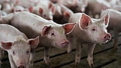 La peste porcina de Europa del Este amenaza todo el Continente 