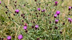 Thistles at South London Downs National Nature Reserve
