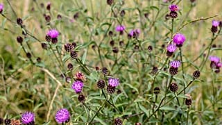 Thistles at South London Downs National Nature Reserve