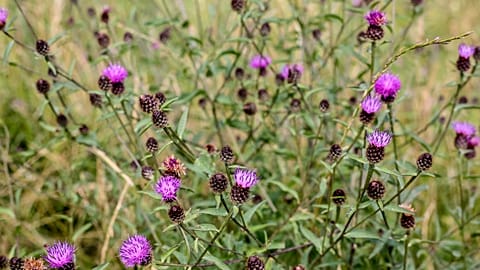 Thistles at South London Downs National Nature Reserve