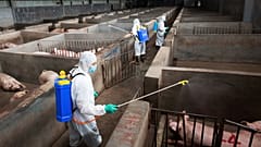 Fresh case of swine fever in Slovakia as eastern Europe scrambles to contain disease