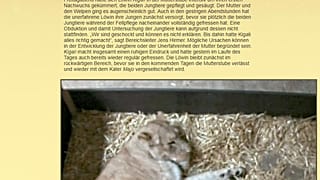 Schock im Zoo Leipzig: Löwenmutter frisst ihre Jungen