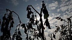 FILE PHOTO: View shows sun-dried tomato plant in Ressons-Le-Long, France, August 1, 2019.