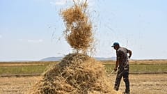 Türkiye'nin önemli tahıl üretim merkezlerinden Kars'ta, çiftçilerin sıcak havada buğday tarlalarındaki hasat mesaisi sürüyor. 