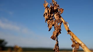 Seca ameaça um em quatro habitantes do Planeta