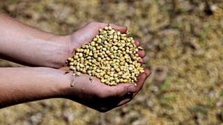A section of deforested Amazon rainforest turned into farmland near Alta Floresta