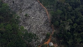 Amazonlar