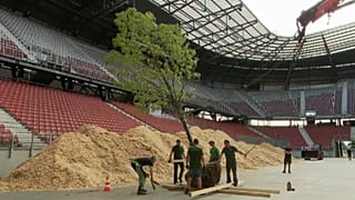 Erdőt ültetnek az egykori stadion területén