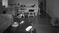 Erdbeben schreckt Katzen auf