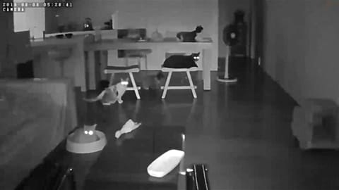 Cats in Taipei get a fright as 6.0-magnitude earthquake makes buildings tremble