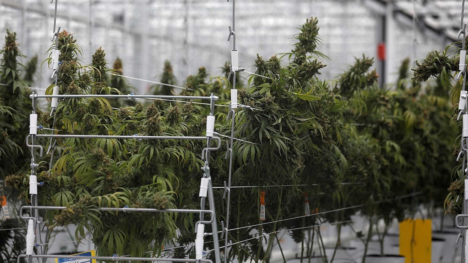 FILE PHOTO: Cannabis plants grow inside the Tilray factory hothouse in Cantanhede, Portugal 