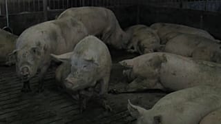 Comissão Europeia preocupada com Peste Suína Africana na Bulgária