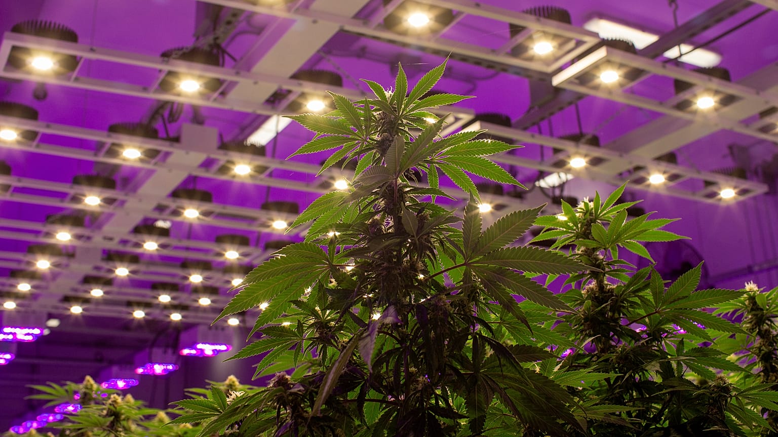 Luxemburg első európai országként legalizálná a kannabiszt 