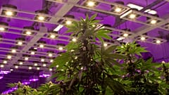 Luxemburg első európai országként legalizálná a kannabiszt 
