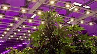 Luxemburg első európai országként legalizálná a kannabiszt 