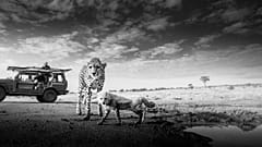 Two cheetahs
