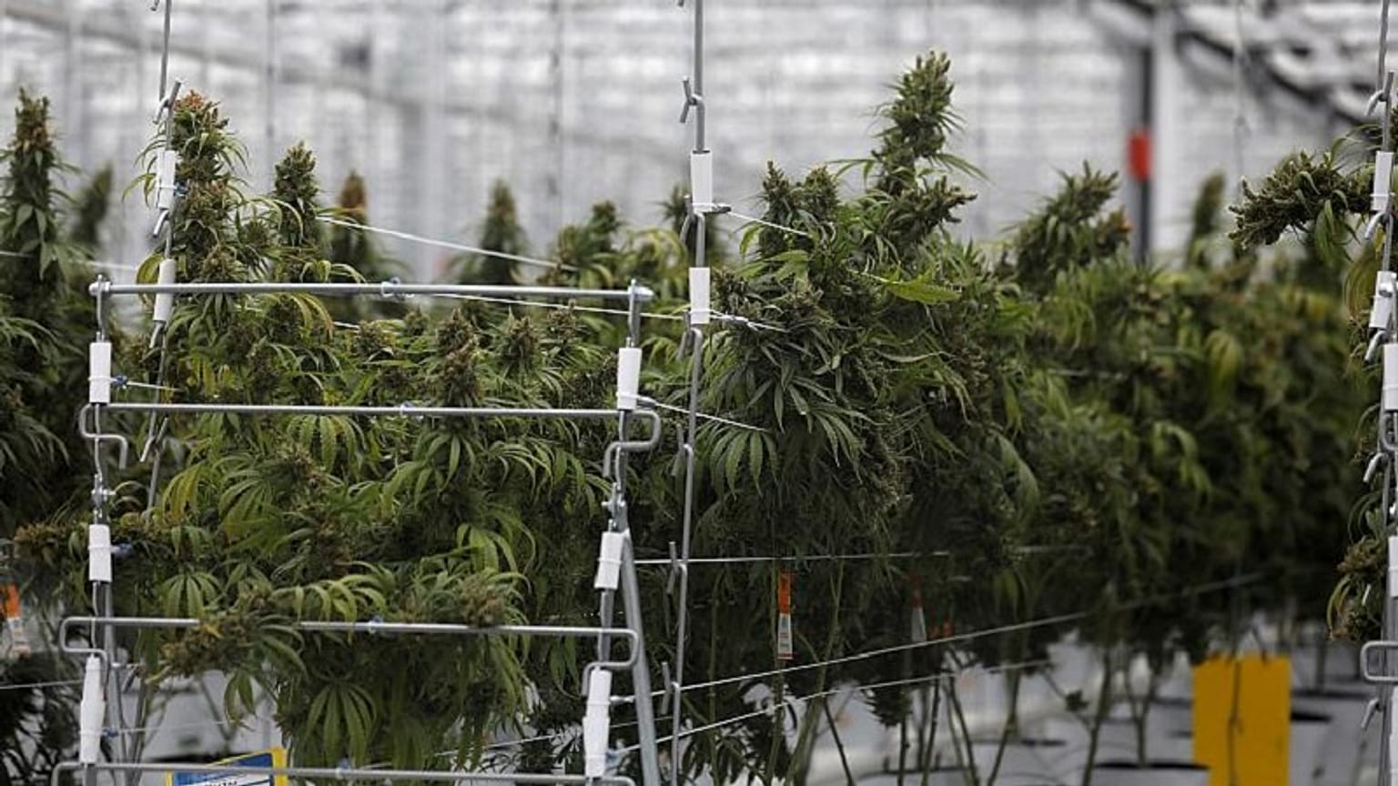 Il Lussemburgo potrebbe diventare il primo paese della Ue a legalizzare la cannabis