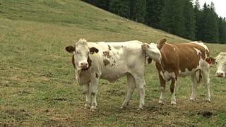 Ausztria-Svájc: kiszáradt hegyi legelők, kevés zöldtakarmány 