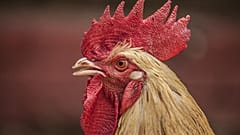 Fransa'da horozun kafasını dişleriyle koparan adam hakkında dava açılıyor