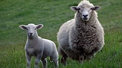 Schafe statt Rasenmäher: Tiere weiden auf ehemaligem Berliner Flughafen Tempelhof
