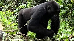 WWF pide declarar "emergencia planetaria"