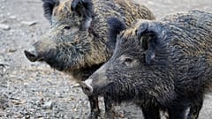3 Jahre Haft: Züchter schmuggeln Wildschweinsperma in Shampoo-Flaschen