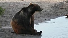 Osos hambrientos obligan a cerrar rutas turísticas en una reserva natural rusa