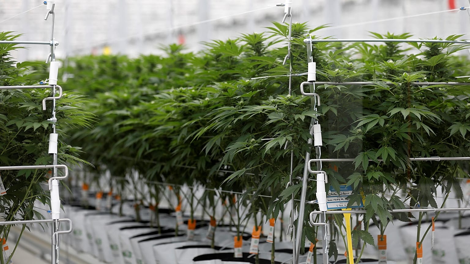 Europe faces a health crisis if cannabis products are not regulated to protect consumers ǀ View