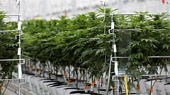 Europe faces a health crisis if cannabis products are not regulated to protect consumers ǀ View