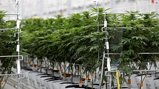 Europe faces a health crisis if cannabis products are not regulated to protect consumers ǀ View