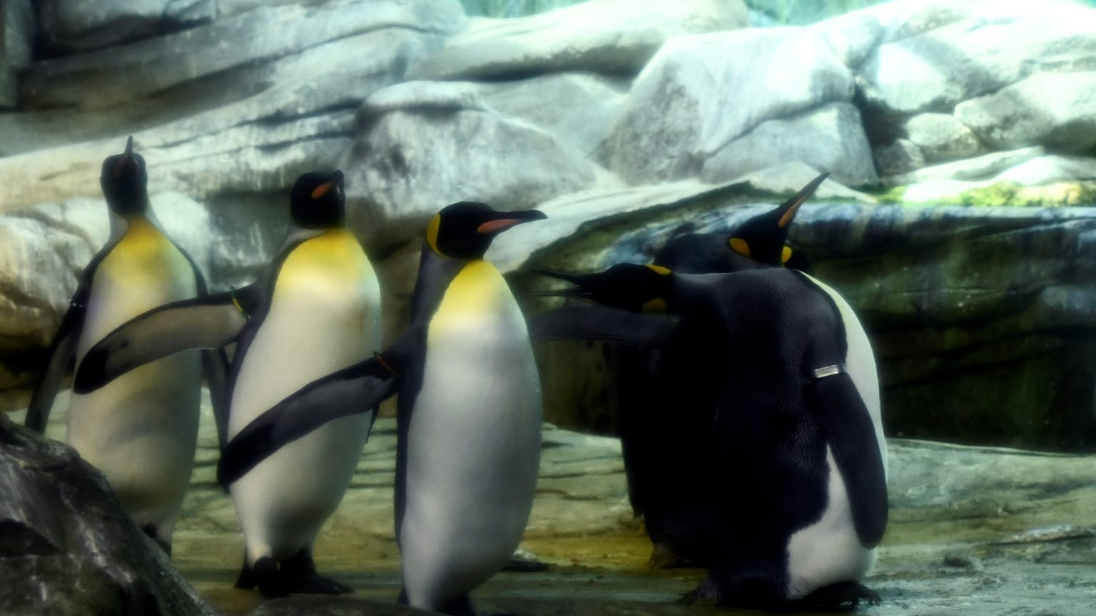Yeni Zelanda'da insan boyunda dev penguen fosili bulundu