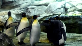 Yeni Zelanda'da insan boyunda dev penguen fosili bulundu